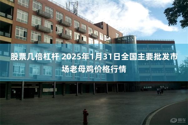 股票几倍杠杆 2025年1月31日全国主要批发市场老母鸡价格行情